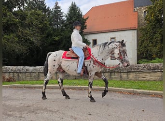 Appaloosa Mix, Gelding, 4 years, 15 hh, Leopard-Piebald
