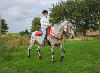 Appaloosa Mix, Gelding, 4 years, 15 hh, Leopard-Piebald