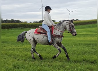 Appaloosa Mix, Gelding, 4 years, 15 hh, Leopard-Piebald