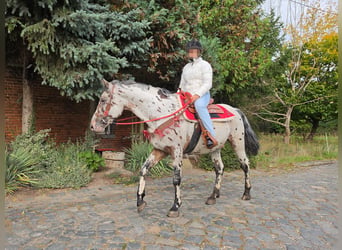 Appaloosa Mix, Gelding, 4 years, 15 hh, Leopard-Piebald