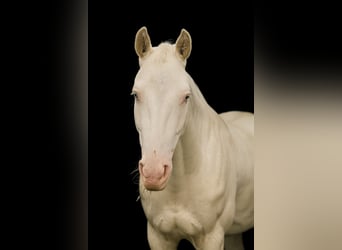 Appaloosa, Gelding, 4 years, 15 hh, Perlino