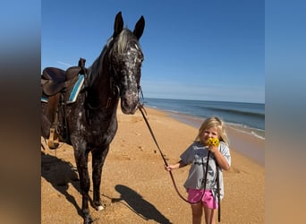 Appaloosa, Gelding, 4 years, 15 hh