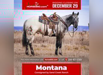 Appaloosa, Gelding, 4 years, 15,1 hh, Brown