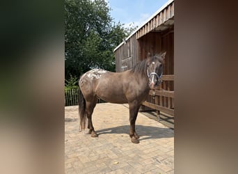 Appaloosa Mix, Gelding, 4 years, 15,1 hh, Grullo