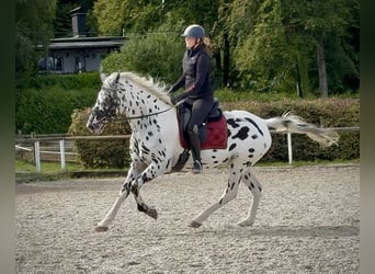 Appaloosa, Gelding, 4 years, 15,1 hh, Leopard-Piebald