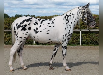 Appaloosa, Gelding, 4 years, 15,1 hh, Leopard-Piebald