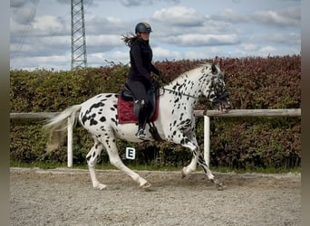 Appaloosa, Gelding, 4 years, 15,1 hh, Leopard-Piebald