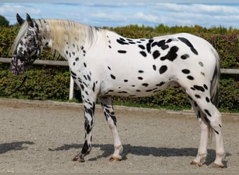 Appaloosa, Gelding, 4 years, 15,1 hh, Leopard-Piebald