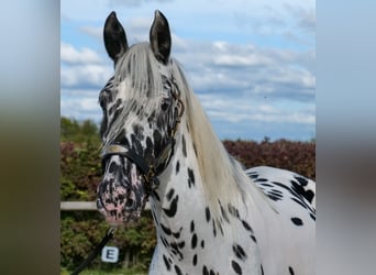 Appaloosa, Gelding, 4 years, 15,1 hh, Leopard-Piebald