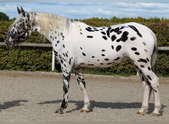 Appaloosa, Gelding, 4 years, 15,1 hh, Leopard-Piebald