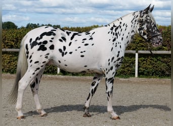 Appaloosa, Gelding, 4 years, 15,1 hh, Leopard-Piebald