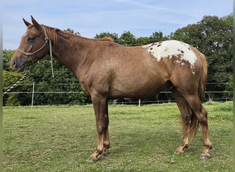 Appaloosa, Gelding, 4 years, 15,2 hh, Bay