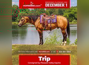 Appaloosa, Gelding, 4 years, 15,3 hh, Buckskin