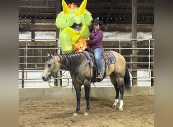 Appaloosa, Gelding, 4 years, 15,3 hh, Buckskin