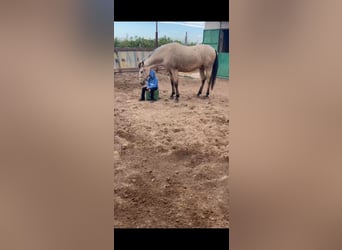 Appaloosa Mix, Wallach, 4 Jahre, 16,3 hh