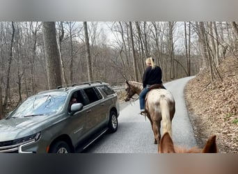 Appaloosa, Gelding, 4 years, 16 hh