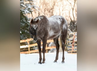 Appaloosa, Gelding, 4 years, 16 hh