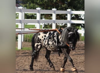 Appaloosa, Gelding, 4 years, 9.1 hh, Leopard-Piebald