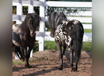 Appaloosa, Gelding, 4 years, 9,1 hh, Leopard-Piebald