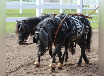 Appaloosa, Gelding, 4 years, 9,1 hh, Leopard-Piebald