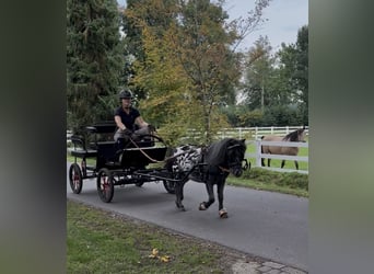 Appaloosa, Gelding, 4 years, 9,1 hh, Leopard-Piebald