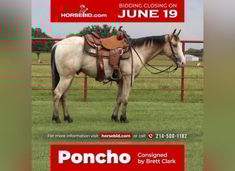 Appaloosa, Gelding, 4 years, Buckskin