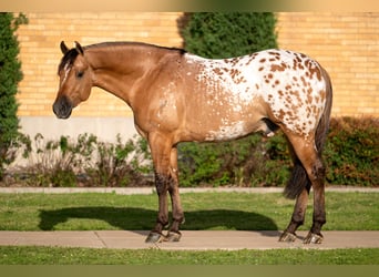 Appaloosa, Gelding, 4 years, Dun