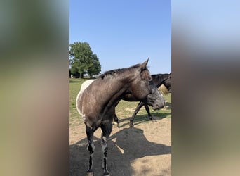 Appaloosa, Gelding, 4 years