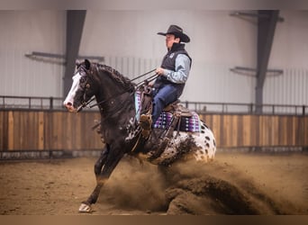 Appaloosa, Gelding, 5 years, 14.3 hh, Leopard-Piebald
