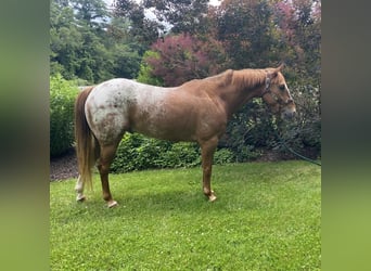 Appaloosa, Gelding, 5 years, 14 hh, Chestnut
