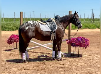 Appaloosa, Gelding, 5 years, 14,2 hh