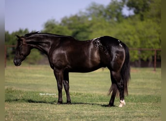 Appaloosa, Gelding, 5 years, 14,2 hh