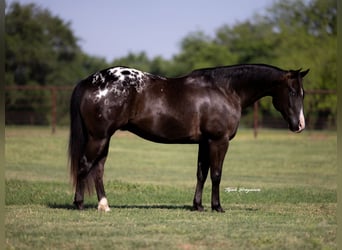 Appaloosa, Gelding, 5 years, 14,2 hh