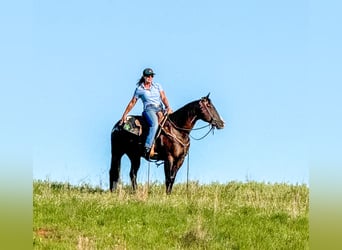 Appaloosa, Gelding, 5 years, 14,2 hh