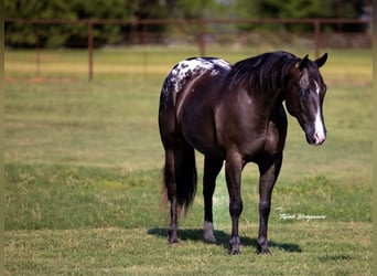 Appaloosa, Gelding, 5 years, 14,2 hh