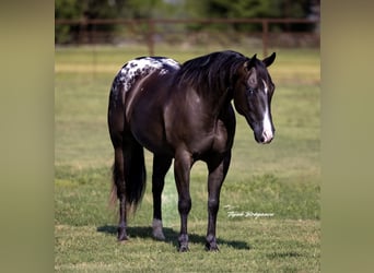 Appaloosa, Gelding, 5 years, 14,2 hh