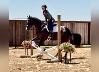 Appaloosa, Gelding, 5 years, 14,2 hh