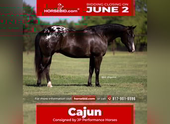 Appaloosa, Gelding, 5 years, 14,2 hh