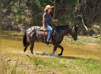 Appaloosa, Gelding, 5 years, 14,2 hh