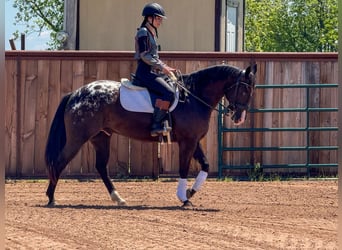 Appaloosa, Gelding, 5 years, 14,2 hh