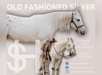 Appaloosa, Gelding, 5 years, 14,3 hh, Leopard-Piebald