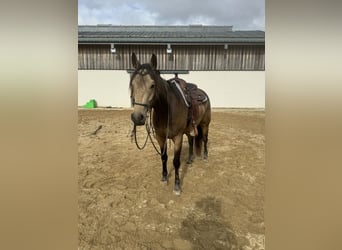 Appaloosa, Gelding, 5 years, 15,1 hh, Buckskin