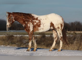 Appaloosa, Gelding, 5 years, 15.1 hh, Chestnut