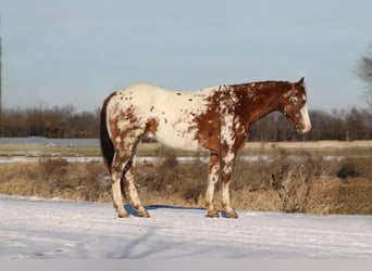 Appaloosa, Gelding, 5 years, 15.1 hh, Chestnut