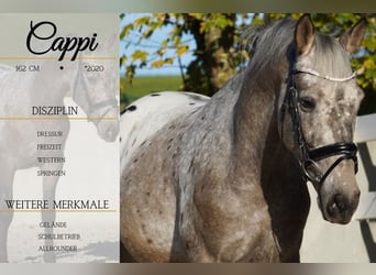 Appaloosa Mix, Gelding, 5 years, 15,3 hh, Leopard-Piebald