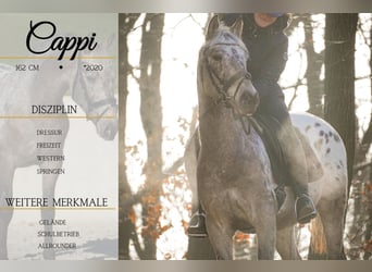 Appaloosa Mix, Gelding, 5 years, 15,3 hh, Leopard-Piebald