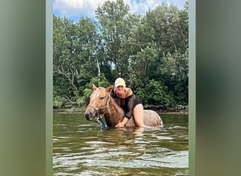Appaloosa, Gelding, 5 years, 15 hh, Bay