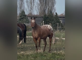 Appaloosa, Gelding, 5 years, 15 hh, Bay