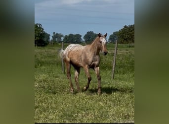 Appaloosa, Gelding, 5 years, 15 hh, Bay