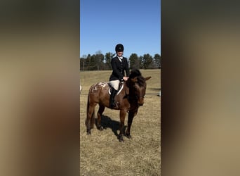 Appaloosa Mix, Gelding, 5 years, 15 hh, Bay